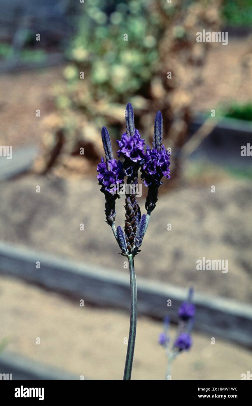 Jagged Lavender or Fern Leaf Lavender (Lavandula pinnata), Lamiaceae