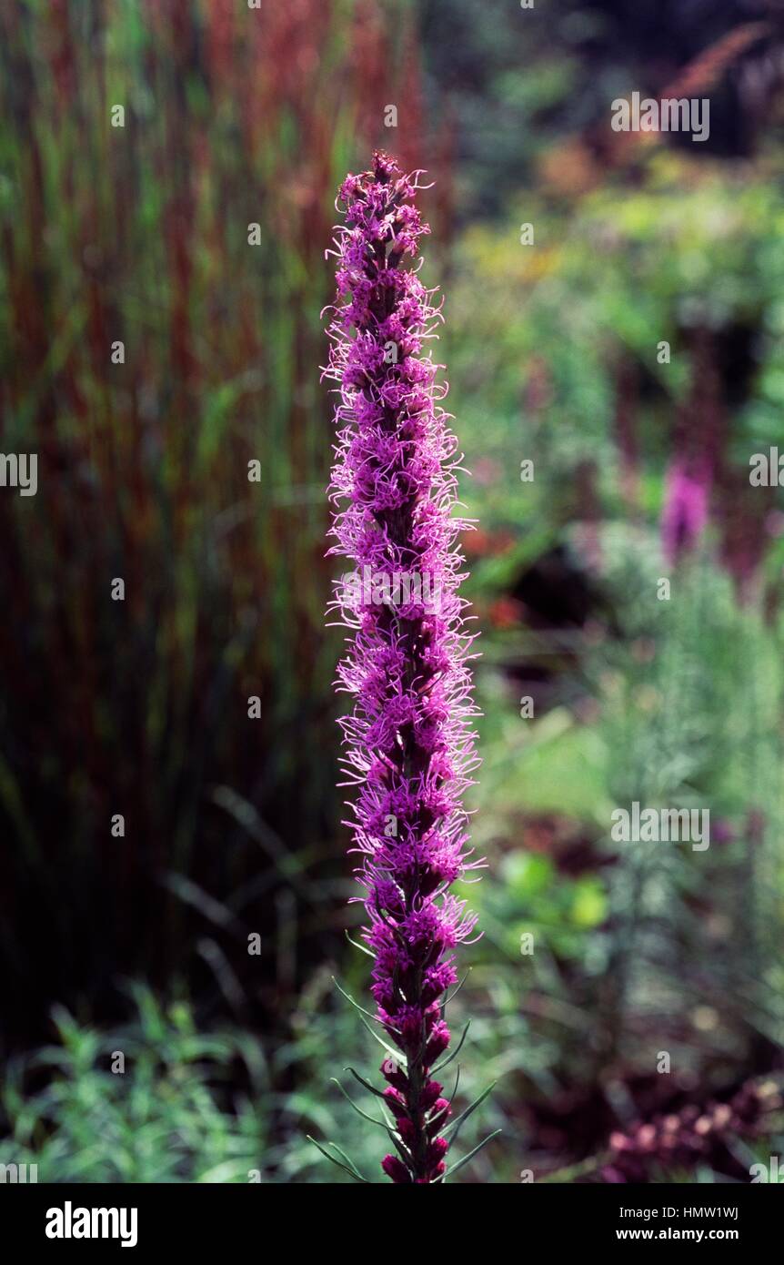 Gay Feather or Dense Blazing Star (Liatris spicata Floristan Violett), Asteraceae. Stock Photo