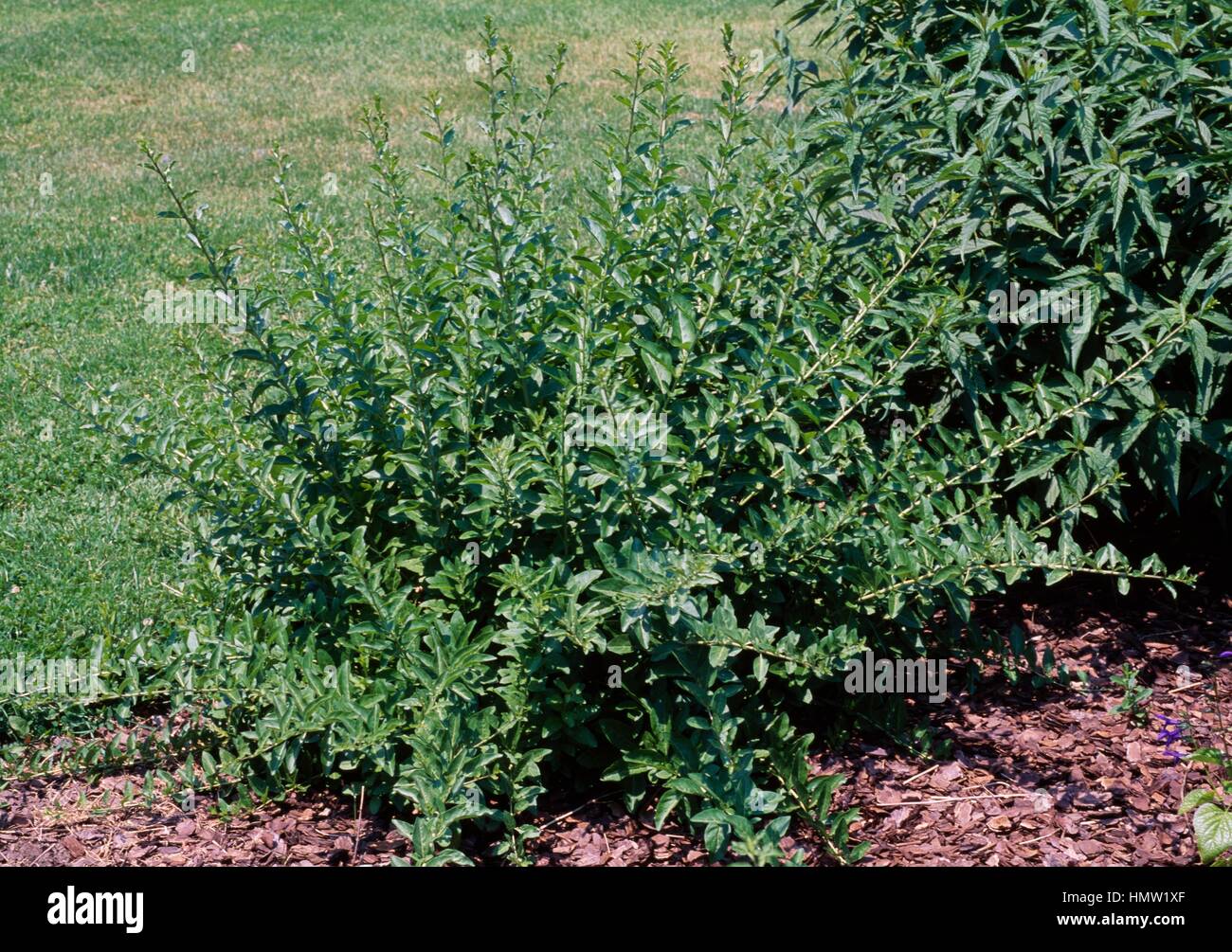 Chinese Wolf-berry or Goji (Lycium chinense), Solanaceae. Stock Photo