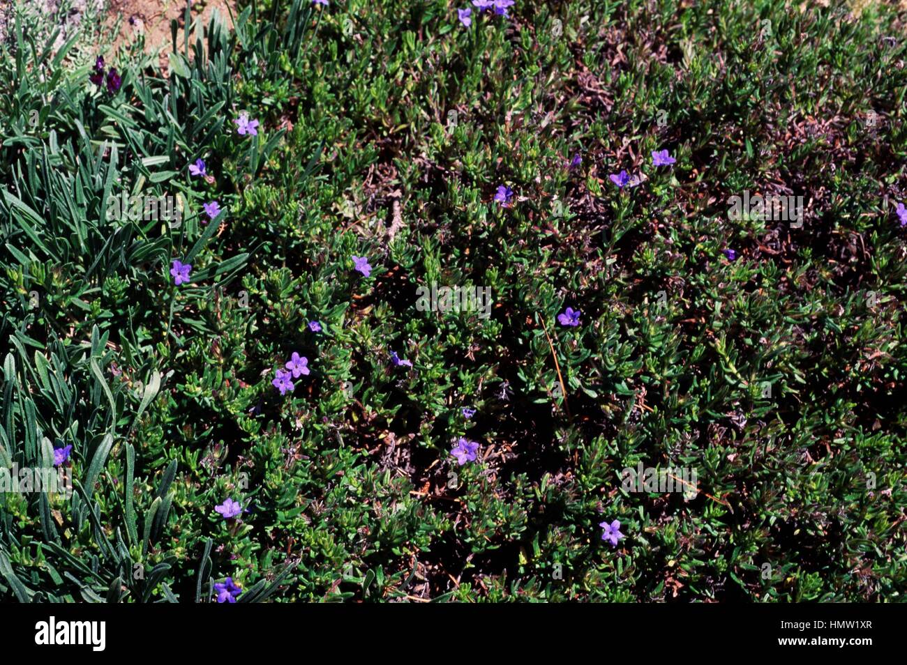 Scrambling Gromwell (Lithospermum diffusum Grace Ward, Glandora diffusa Grace Ward or Lithodora diffusa Grace Ward), Boraginaceae. Stock Photo