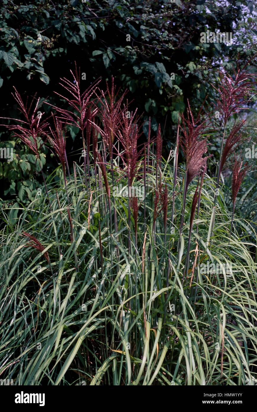 Malepartus Maiden Grass