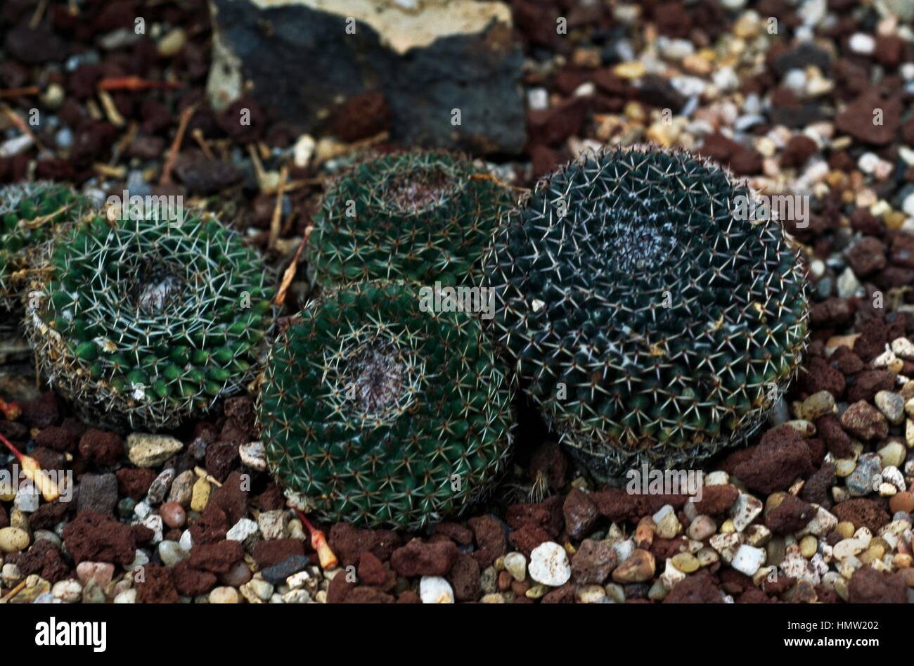 Botany cactaceae mammillaria hi-res stock photography and images - Alamy