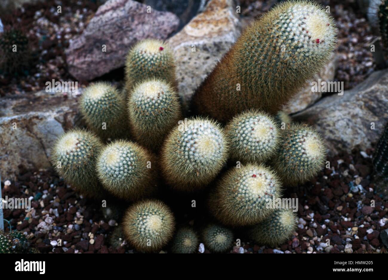 Mammillaria sylvatica hi-res stock photography and images - Alamy