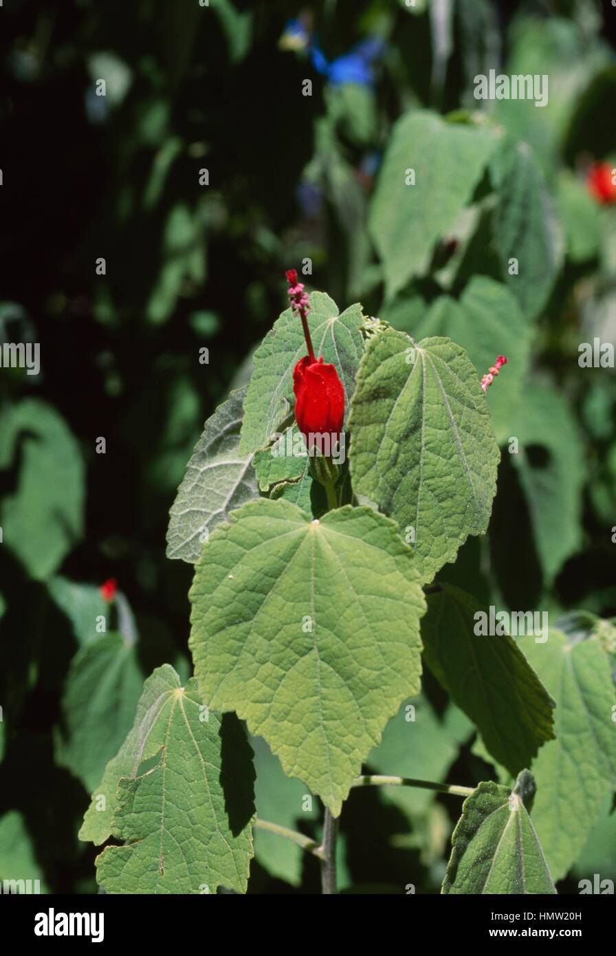 Wax Mallow flower (Malvaviscus mollis or Malvaviscus arboreus), Malvaceae. Stock Photo