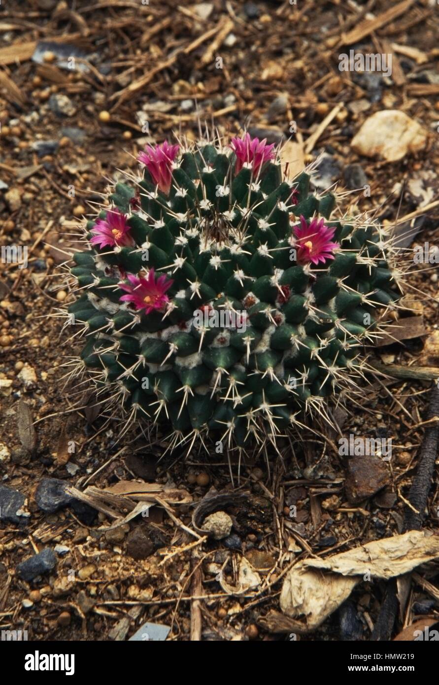 Cactaceae mammillaria hi-res stock photography and images - Alamy