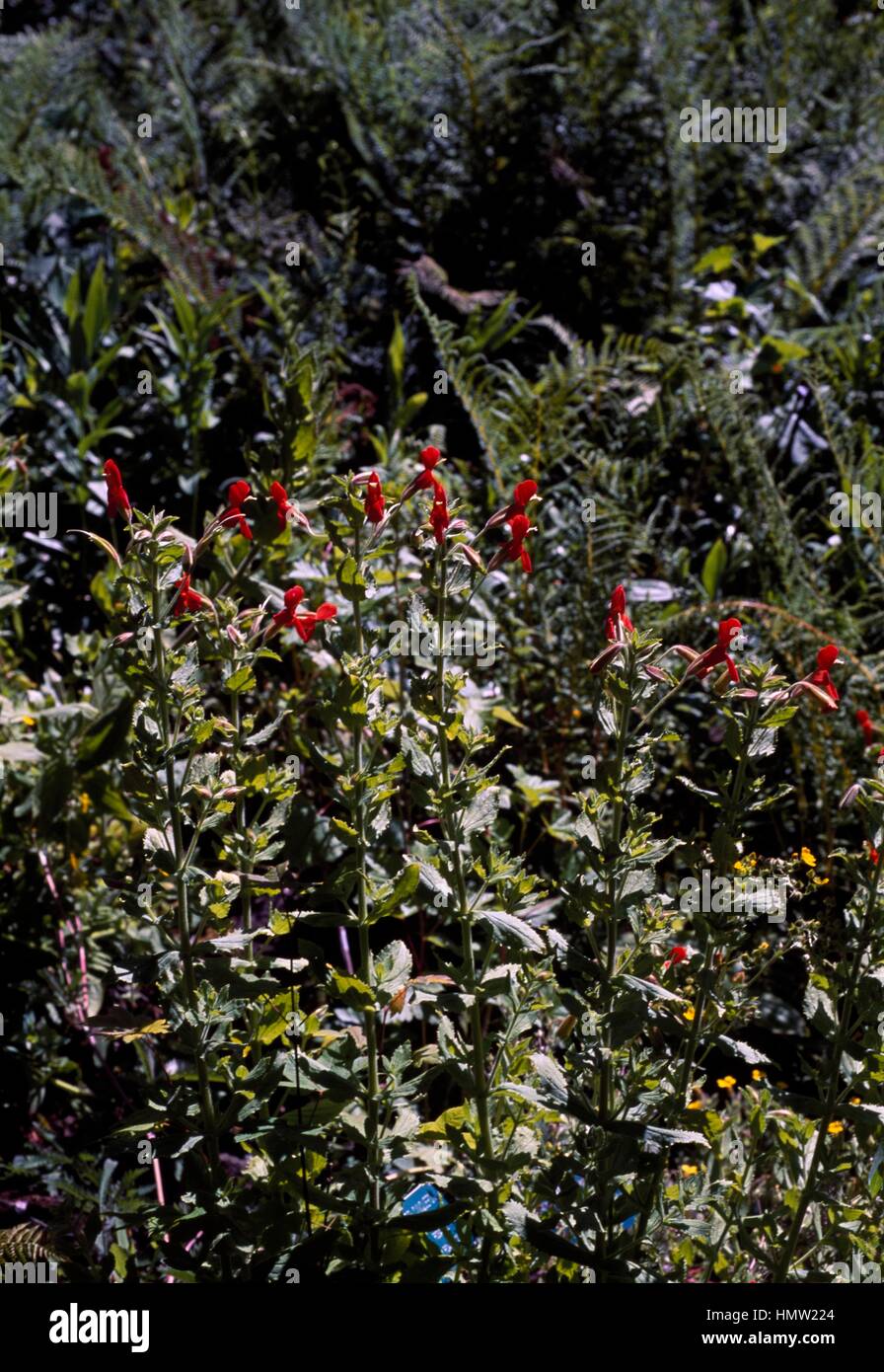 Scarlet monkeyflower in bloom (Mimulus cardinalis), Phrymaceae. Stock Photo
