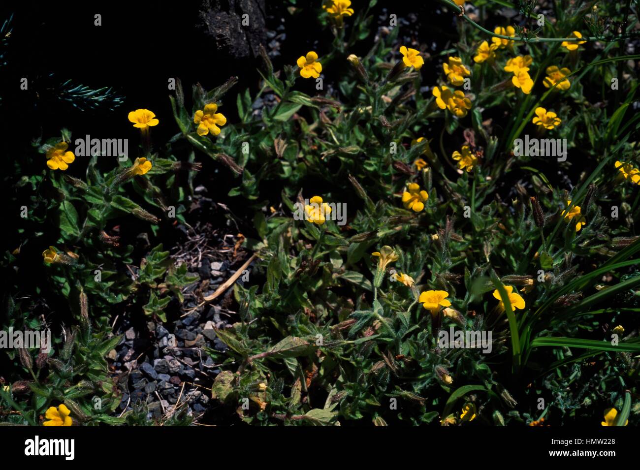 Muskflower in bloom (Mimulus cardinalis), Phrymaceae. Stock Photo