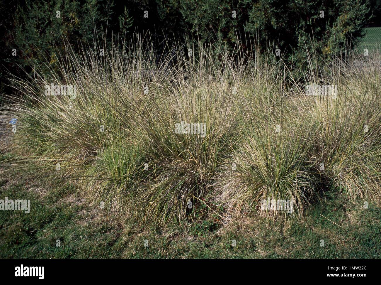 Deergrass (Muhlenbergia rigens), Poaceae. Stock Photo