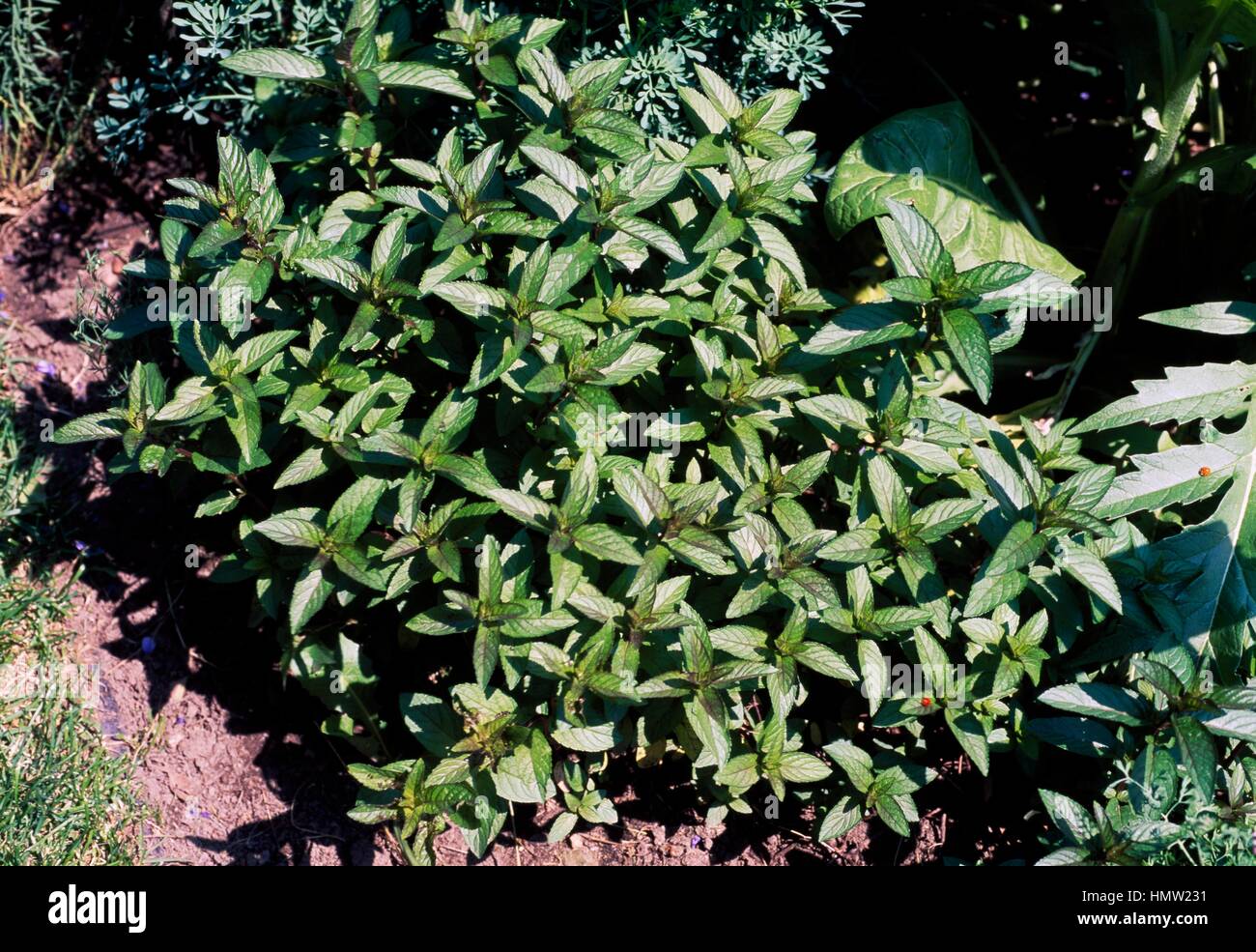 Lemon mint (Mentha x piperita var citrata), Lamiaceae. Stock Photo