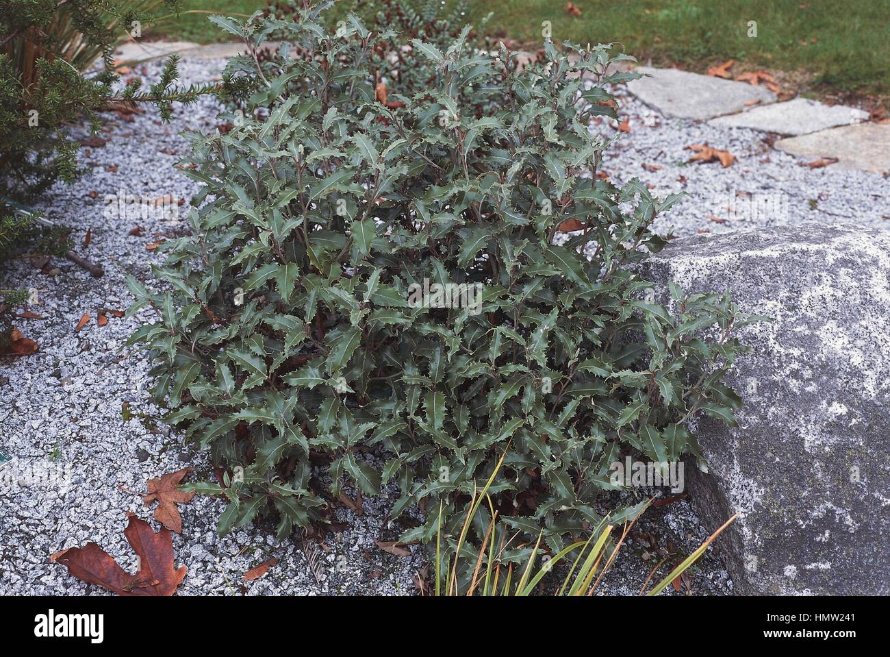 Mountain Holly (Olearia ilicifolia), Asteraceae. Stock Photo