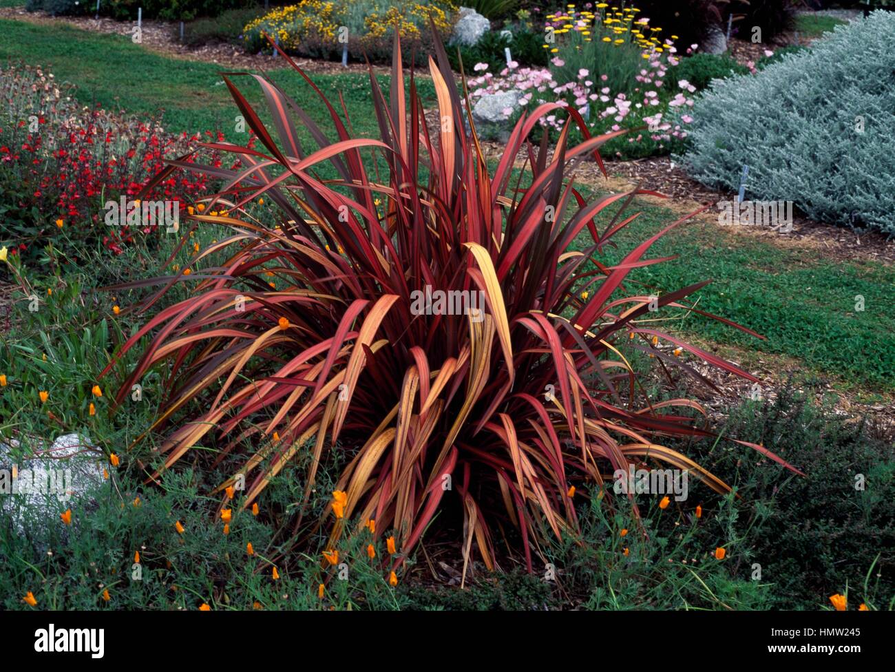 New Zealand mountain flax (Phormium Rainbow Warrior), Xanthorrhoeaceae. Stock Photo