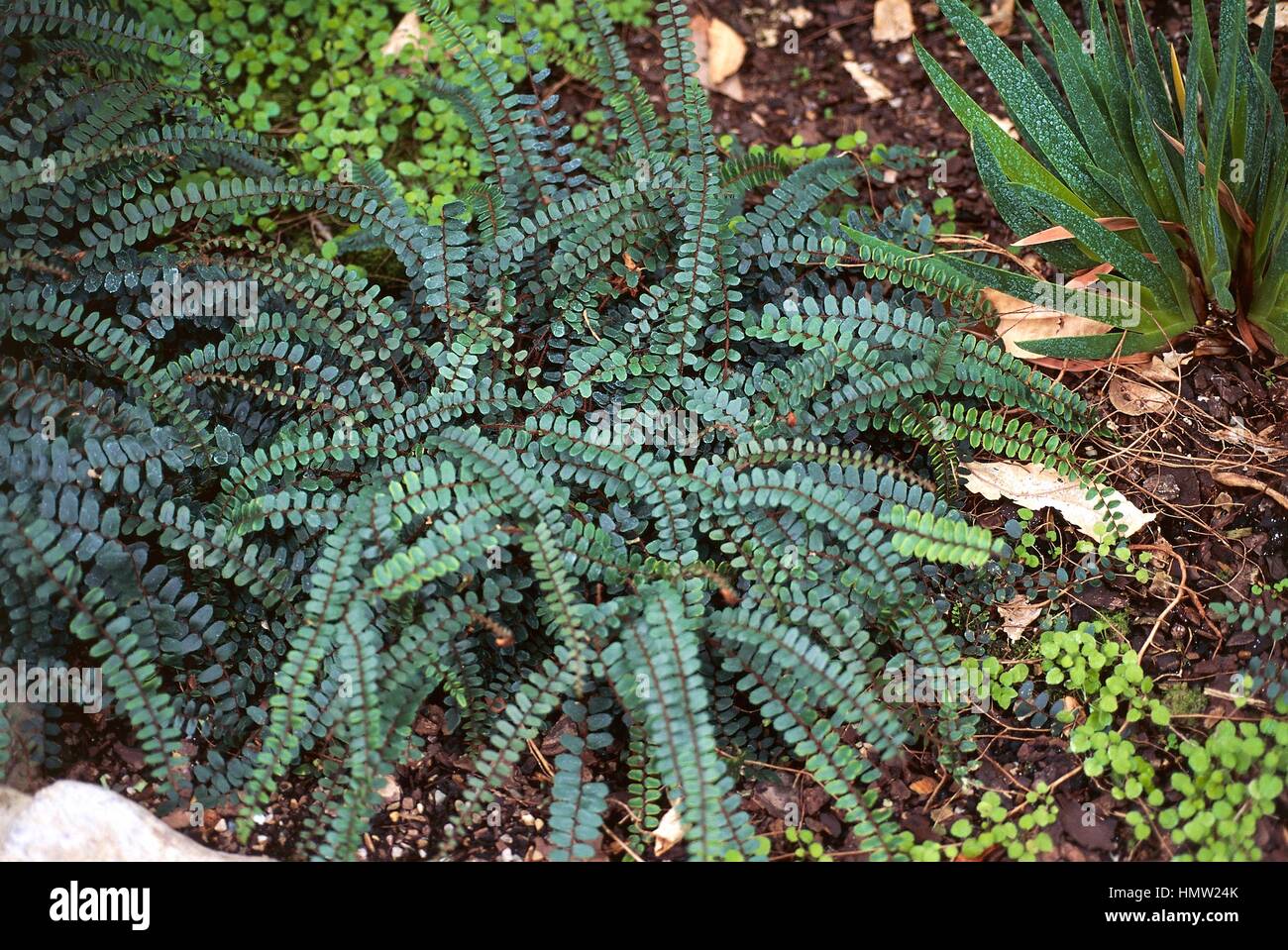 Button Fern (Pellaea rotundifolia), Pteridaceae. Stock Photo