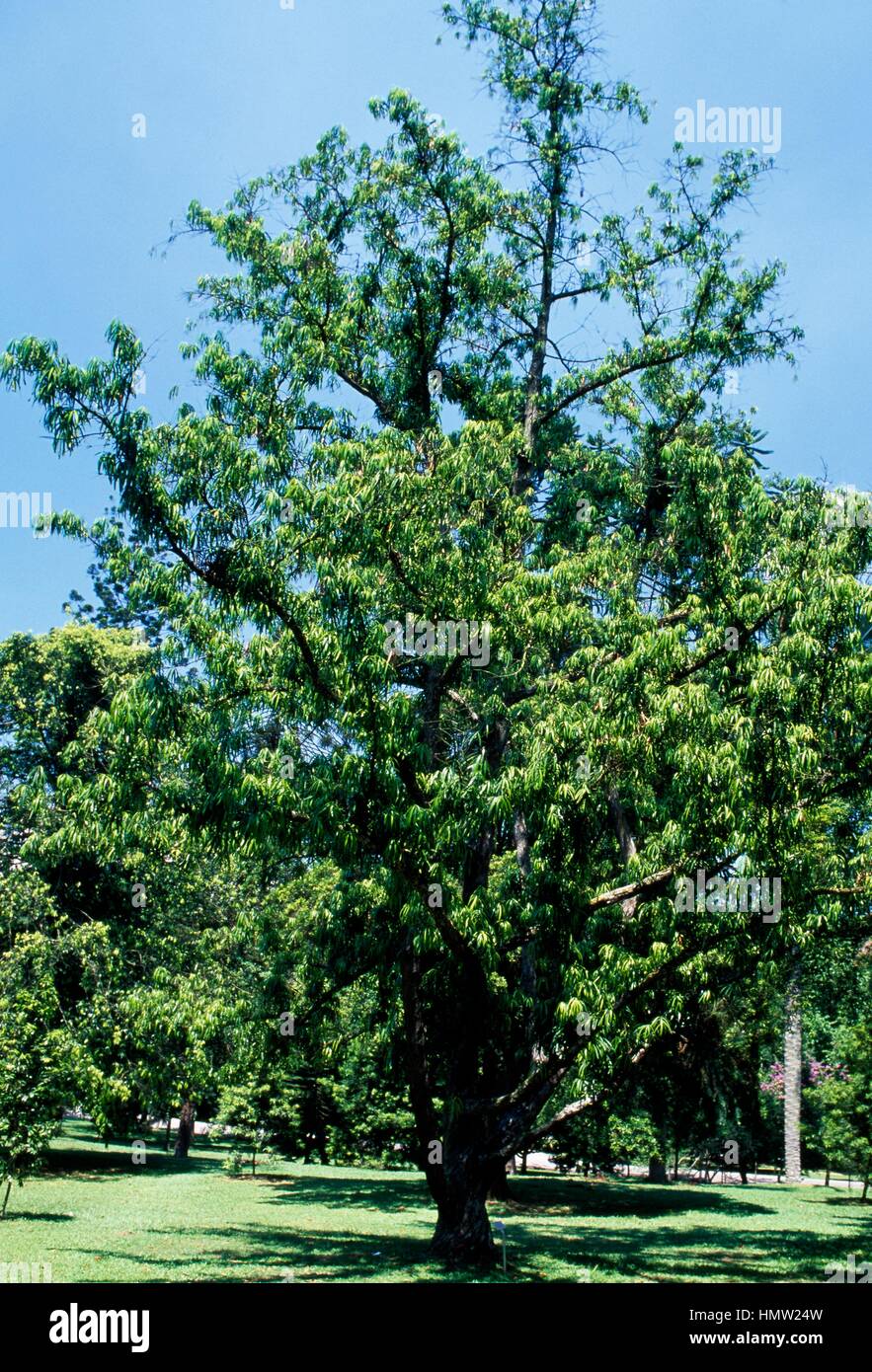 Podocarpus rhumphii, Podocarpaceae. Stock Photo