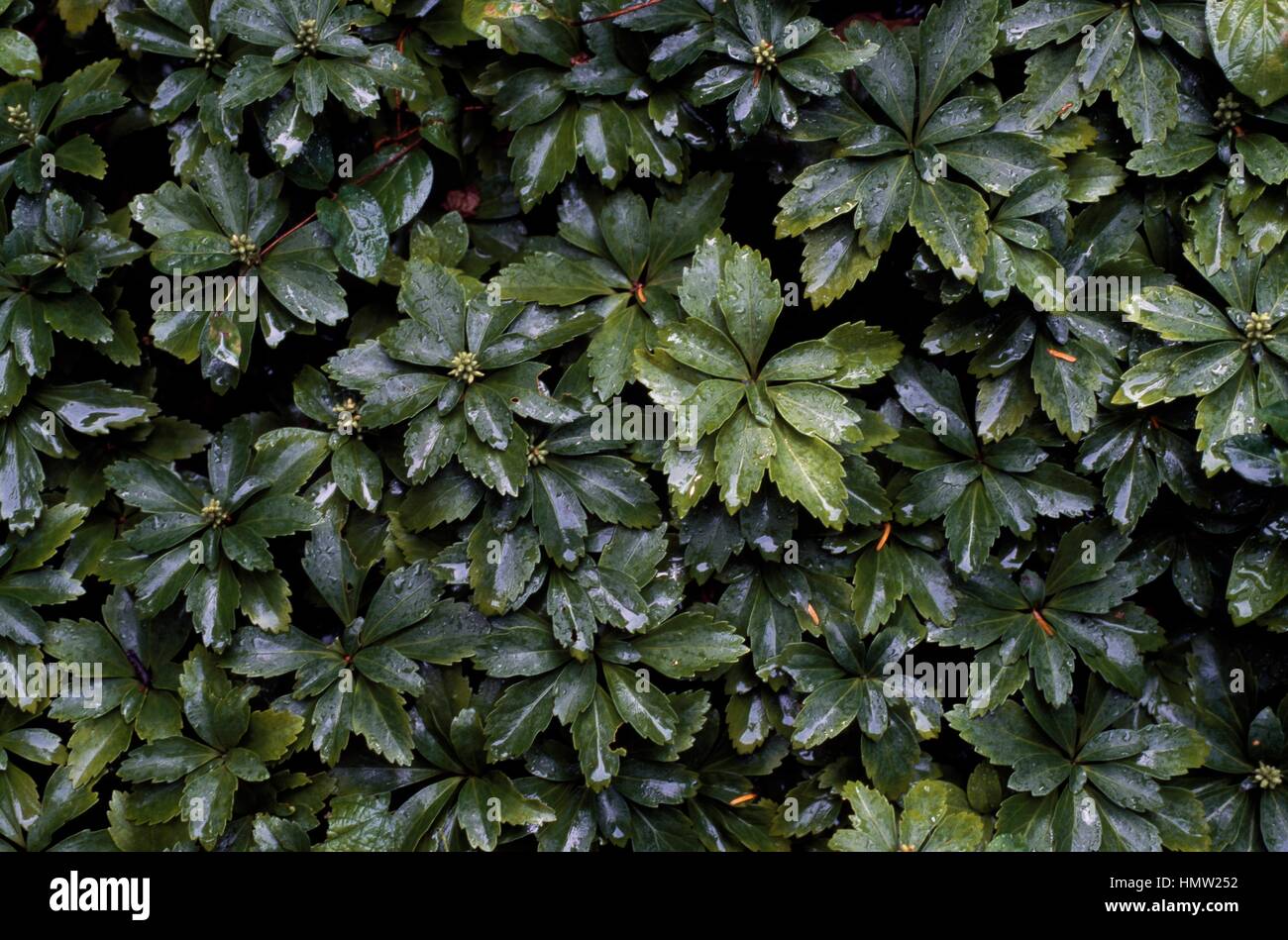Japanese pachysandra (Pachysandra terminalis), Buxaceae. Stock Photo