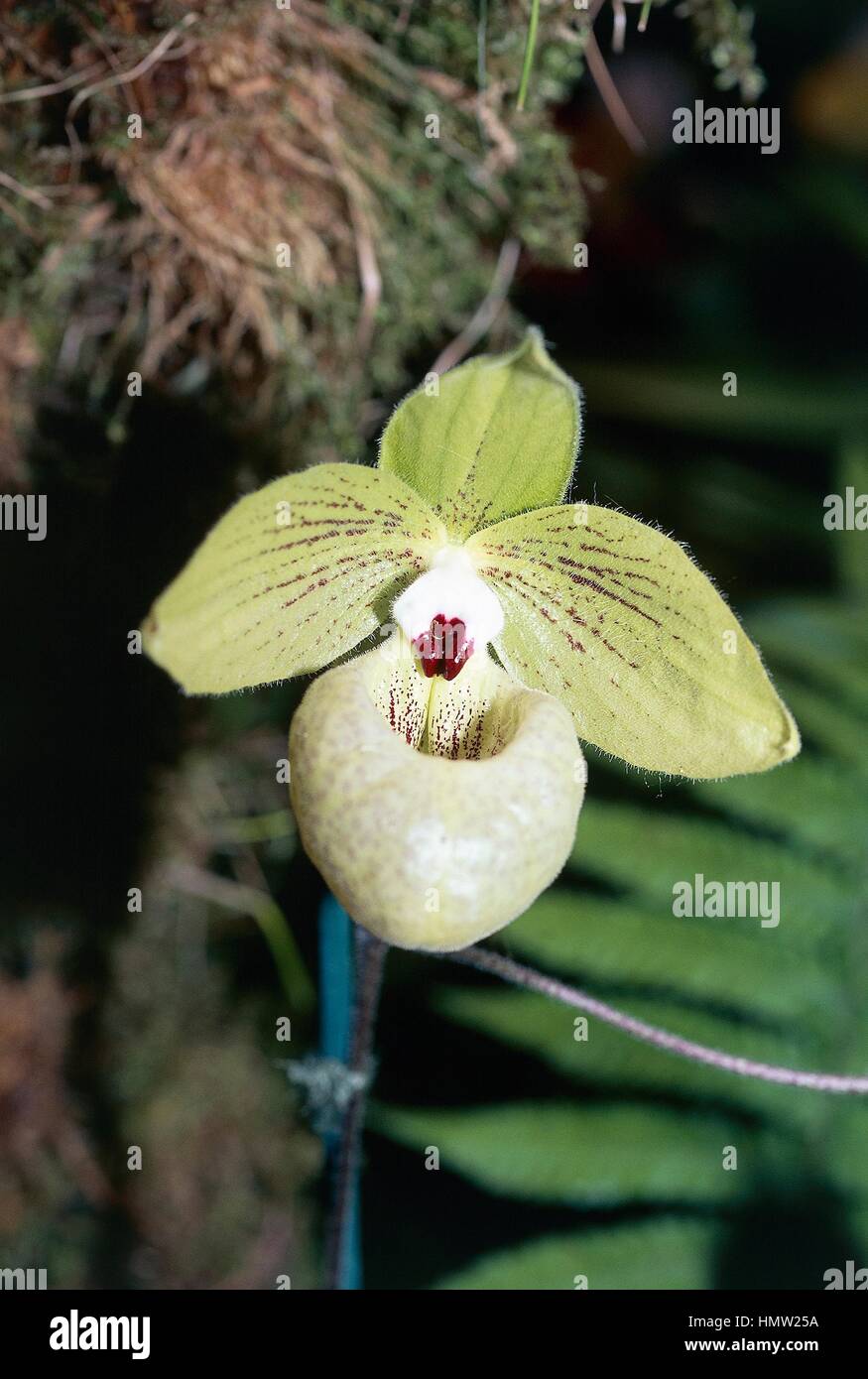 Jade Slipper Orchid (Paphiopedilum malipoense), Orchidaceae. Stock Photo