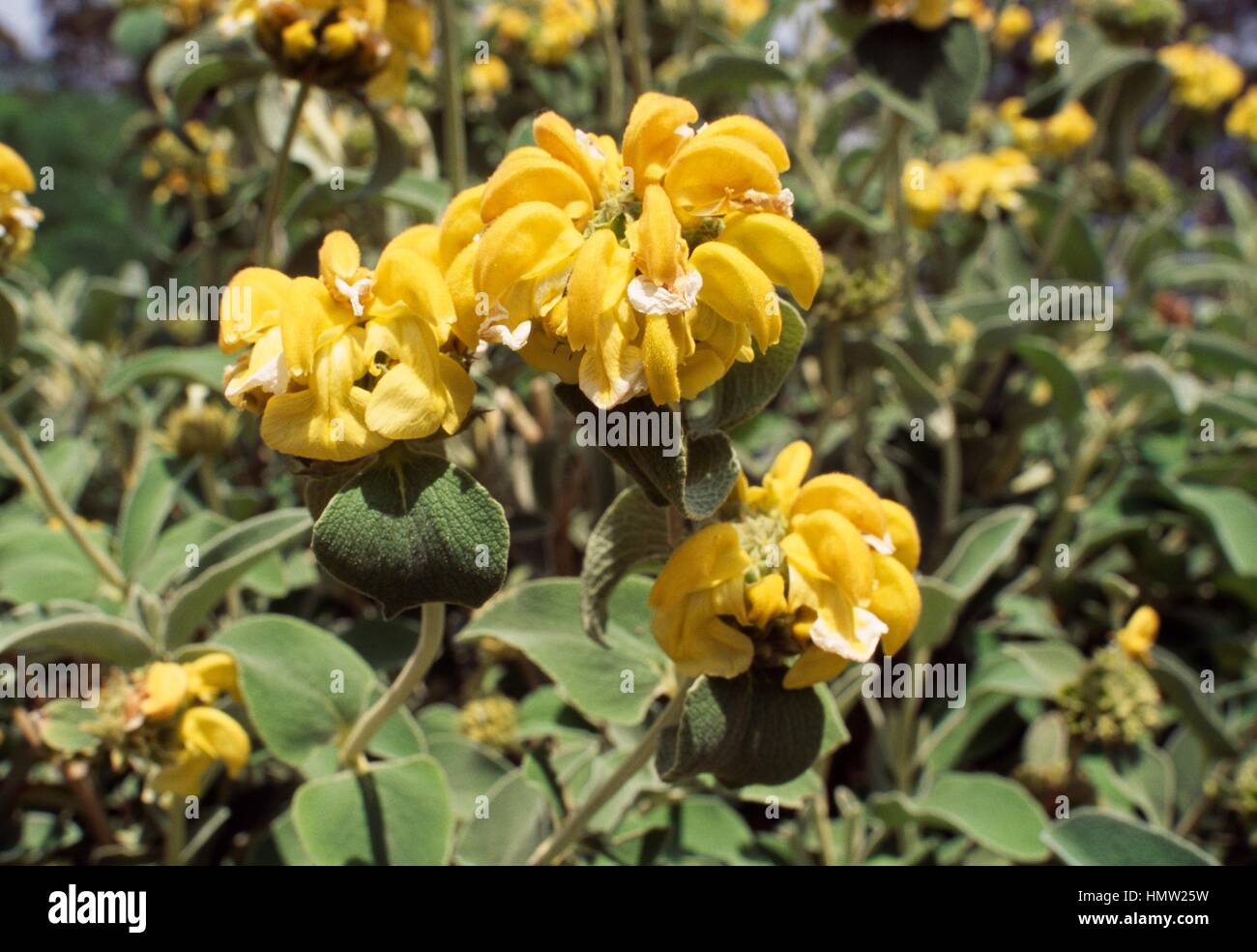 Jerusalem sage (Phlomis fruticosa), Lamiaceae. Stock Photo