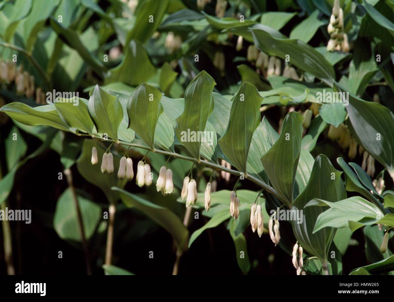 Sigillo di salomone (hybrid of Polygonatum officinale), Liliaceae. Stock Photo