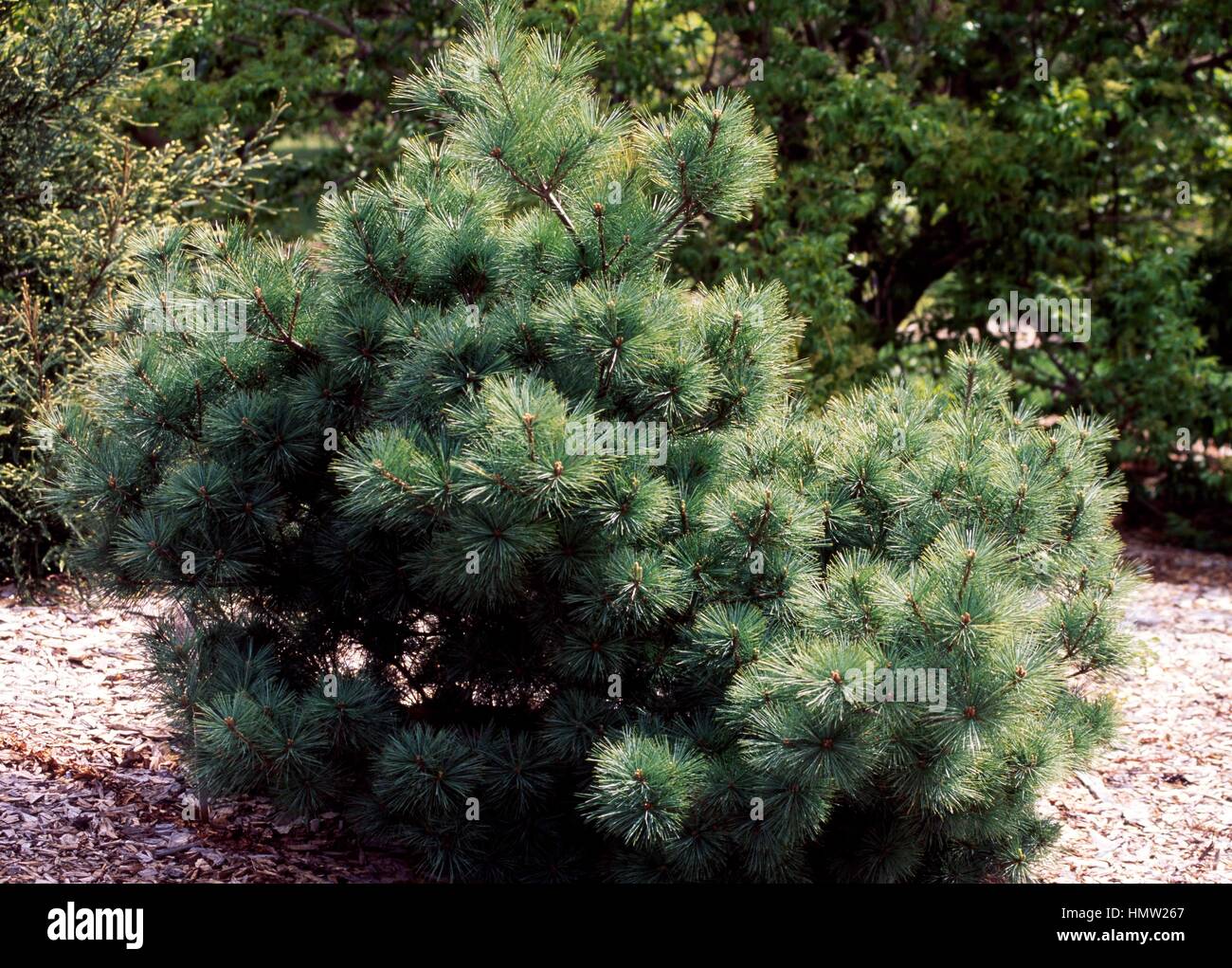 Weymouth Pine (Pinus strobus Radiata), Pinaceae. Stock Photo