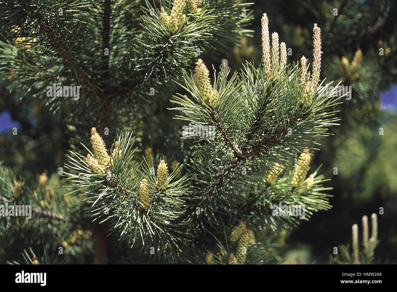 Botany - Trees - Pinaceae. Scots pine (Pinus sylvestris). Needles and cones Stock Photo