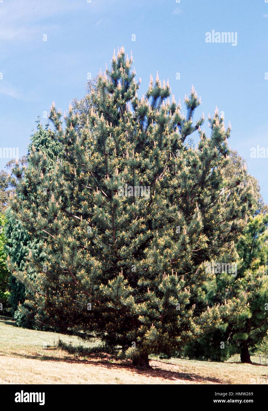 Scots pinus sylvestris hi-res stock photography and images - Alamy