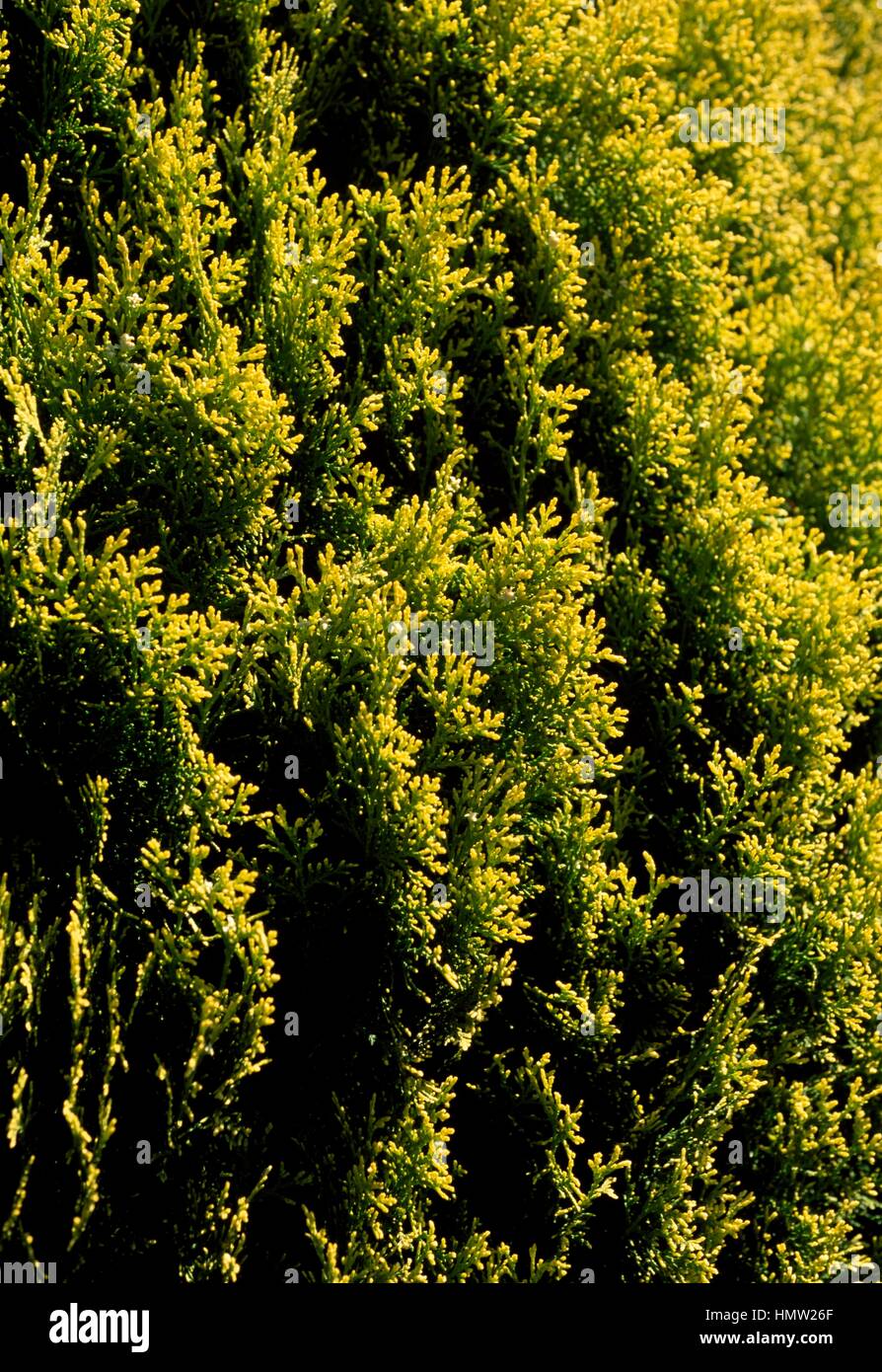 Dwarf Golden Oriental Thuja foliage (Platycladus orientalis Aurea Nana), Cupressaceae. Stock Photo
