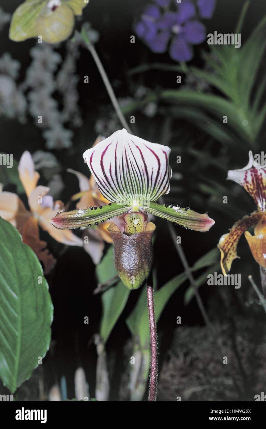 Botany - Orchidaceae. Venus' slipper (Paphiopedilum lawrenceanum) Stock Photo