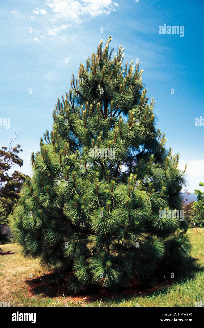 Pine (Pinus engelmannii), Pinaceae. Stock Photo