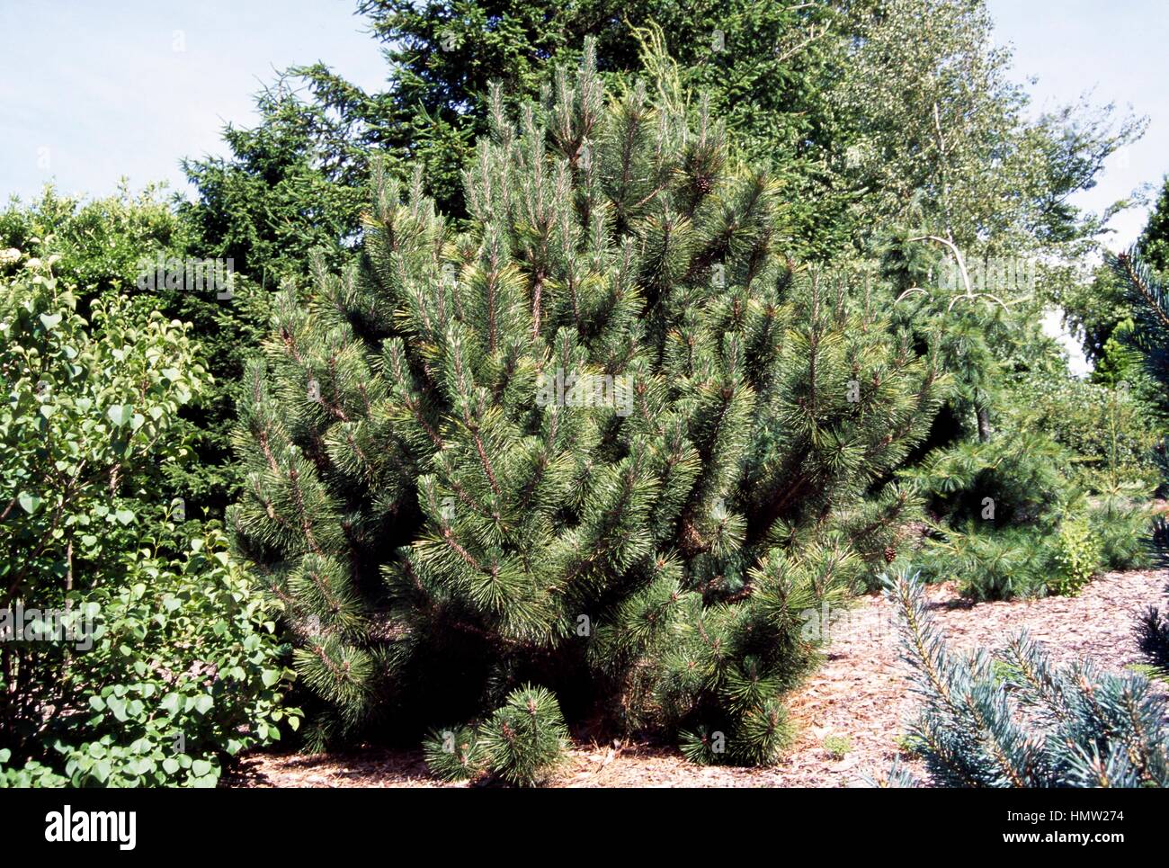 Japanese Black Pine (Pinus thunbergii Nishiki), Pinaceae. Stock Photo