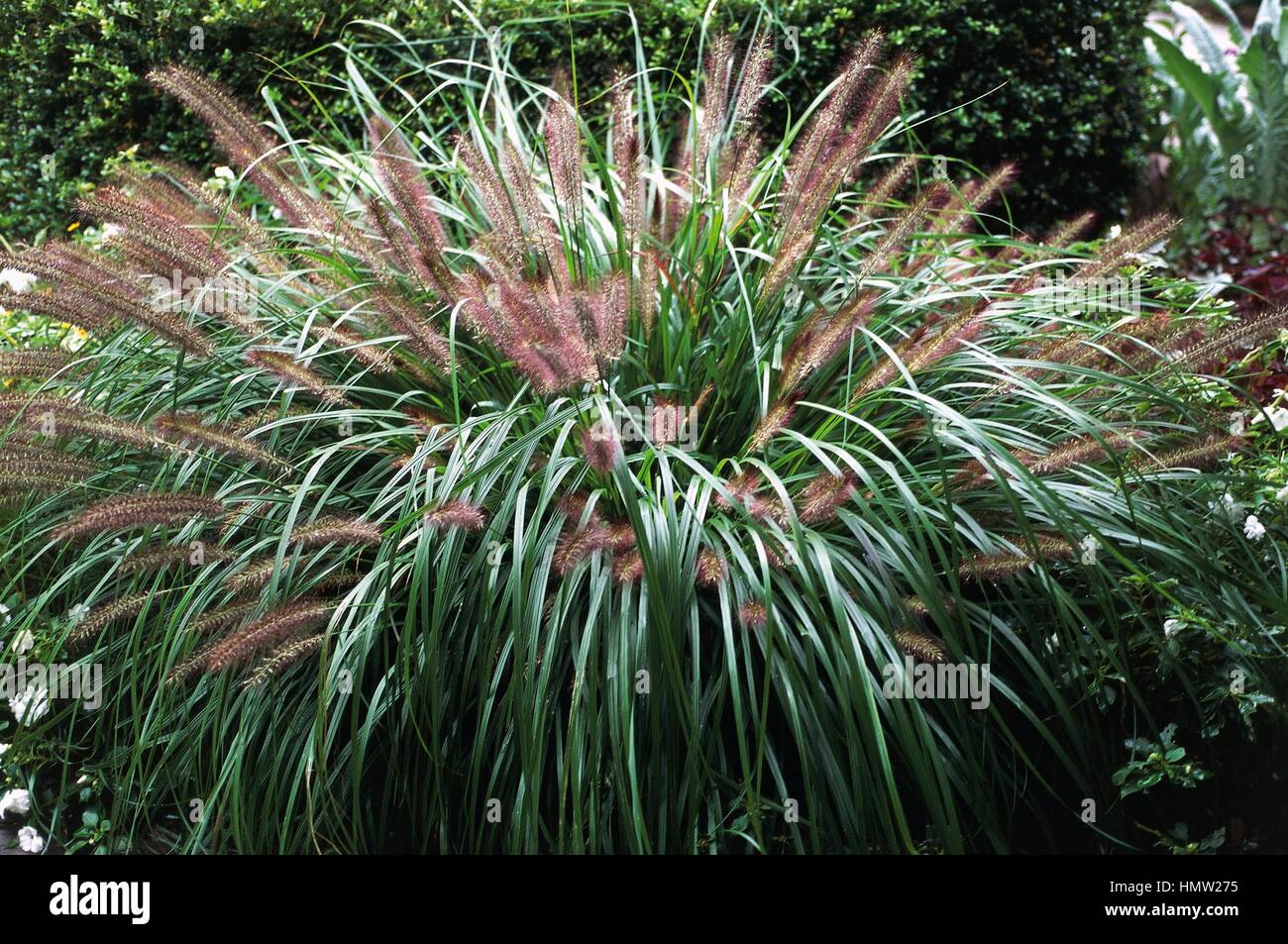 Fountain grass (Pennisetum alopecuroides Moudry), Poaceae. Stock Photo