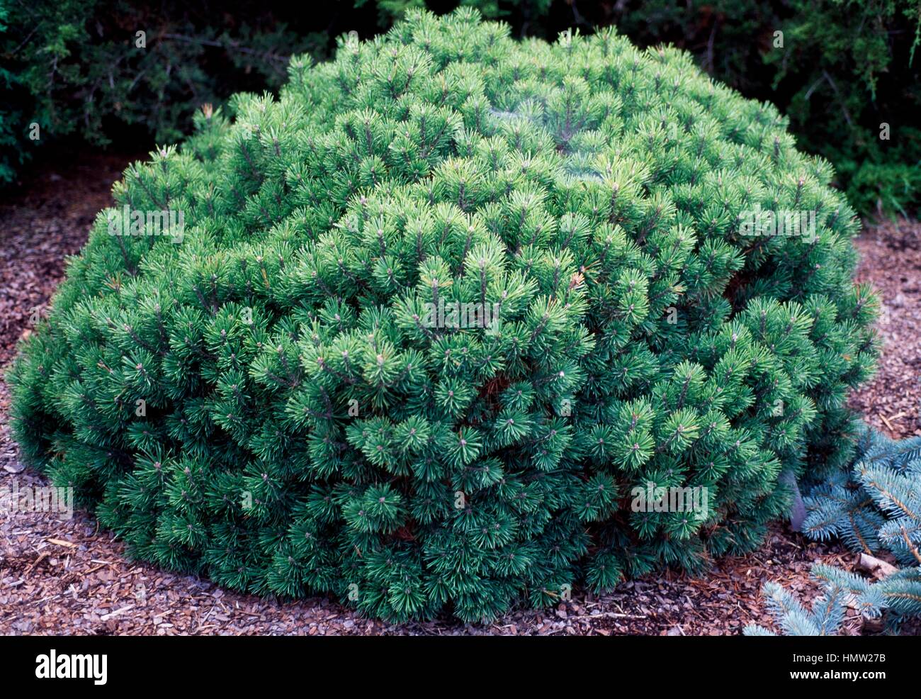 Dwarf Mountain Pine (Pinus mugo Mops), Pinaceae. Stock Photo