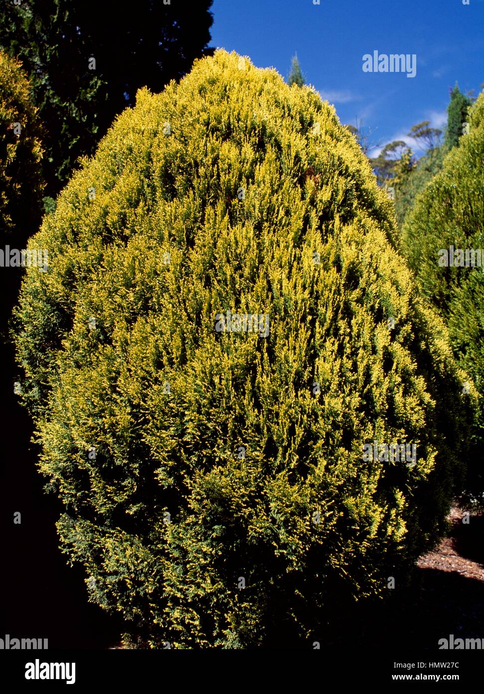 Dwarf Golden Oriental Thuja (Platycladus orientalis Aurea Nana), Cupressaceae. Stock Photo