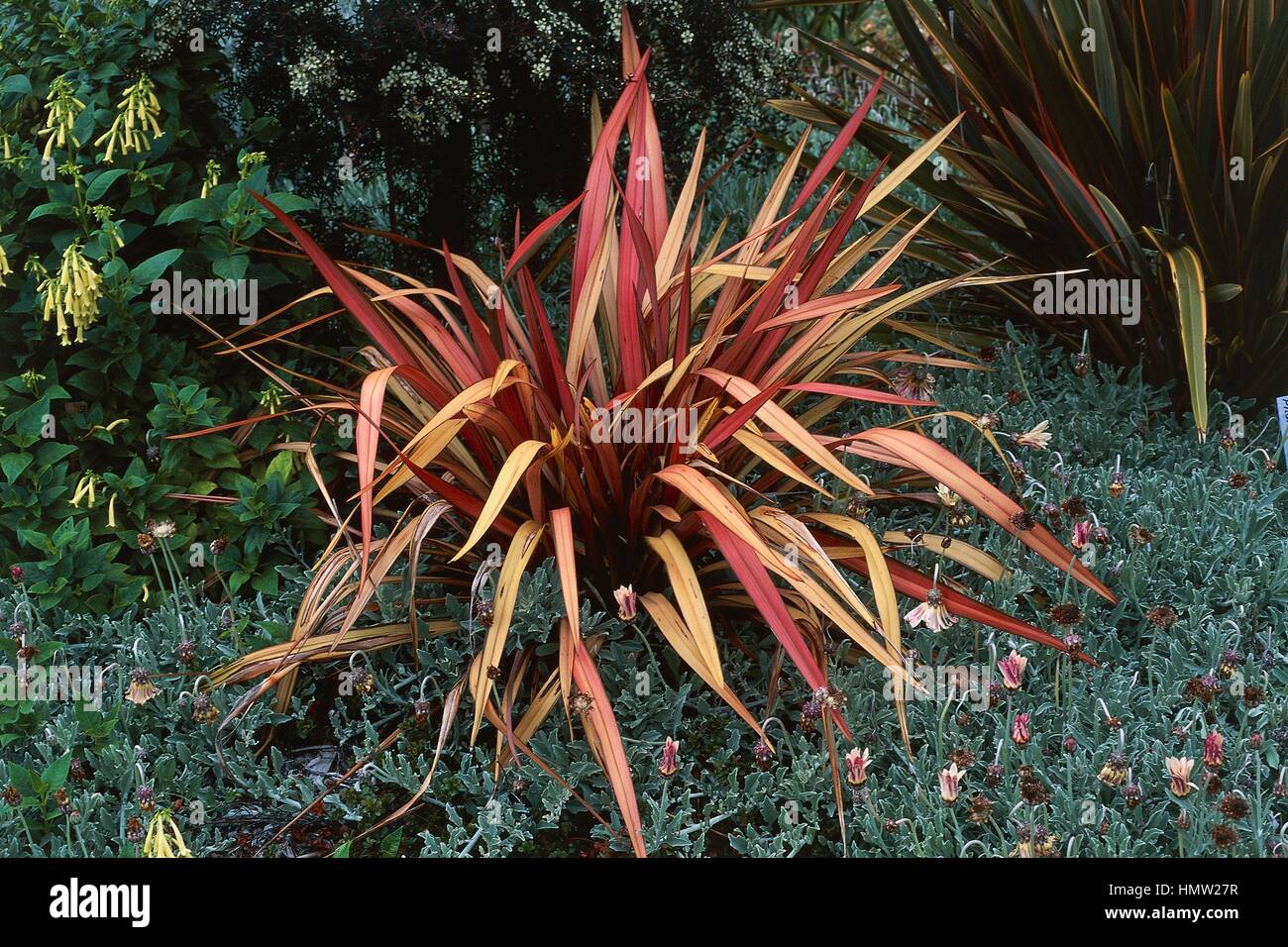 Maori Maiden mountain dwarf flax (Phormium colensoi Maori Maiden), Xanthorrhoeaceae. Stock Photo