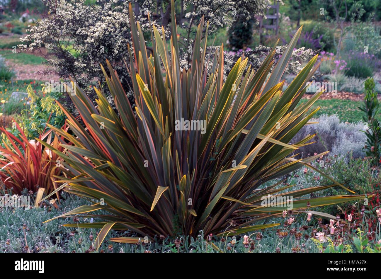 Sundowner mountain flax (Phormium colensoi Sundowner), Xanthorrhoeaceae. Stock Photo