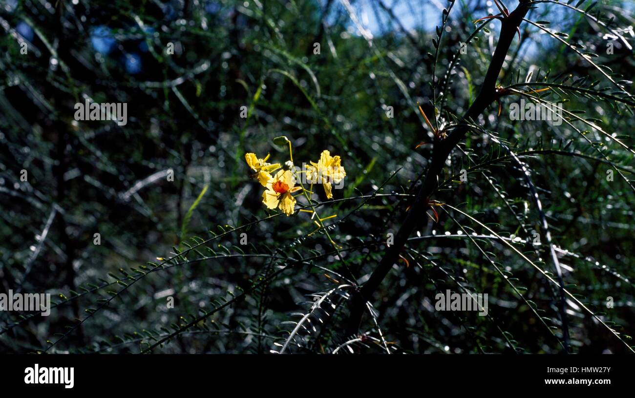 Parkinsonia branches and flowers (Parkinsonia aculeata), Fabaceae-Leguminosae. Stock Photo