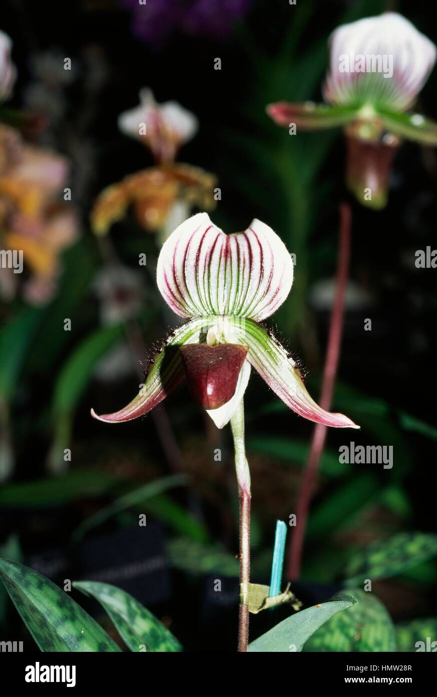 Venus' Slipper (Paphiopedilum callosum), Orchidaceae. Stock Photo
