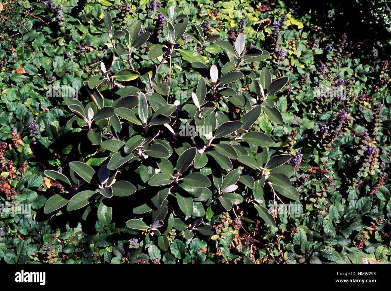 Marlborough Rock Daisy (Pachystegia insignis), Asteraceae. Stock Photo