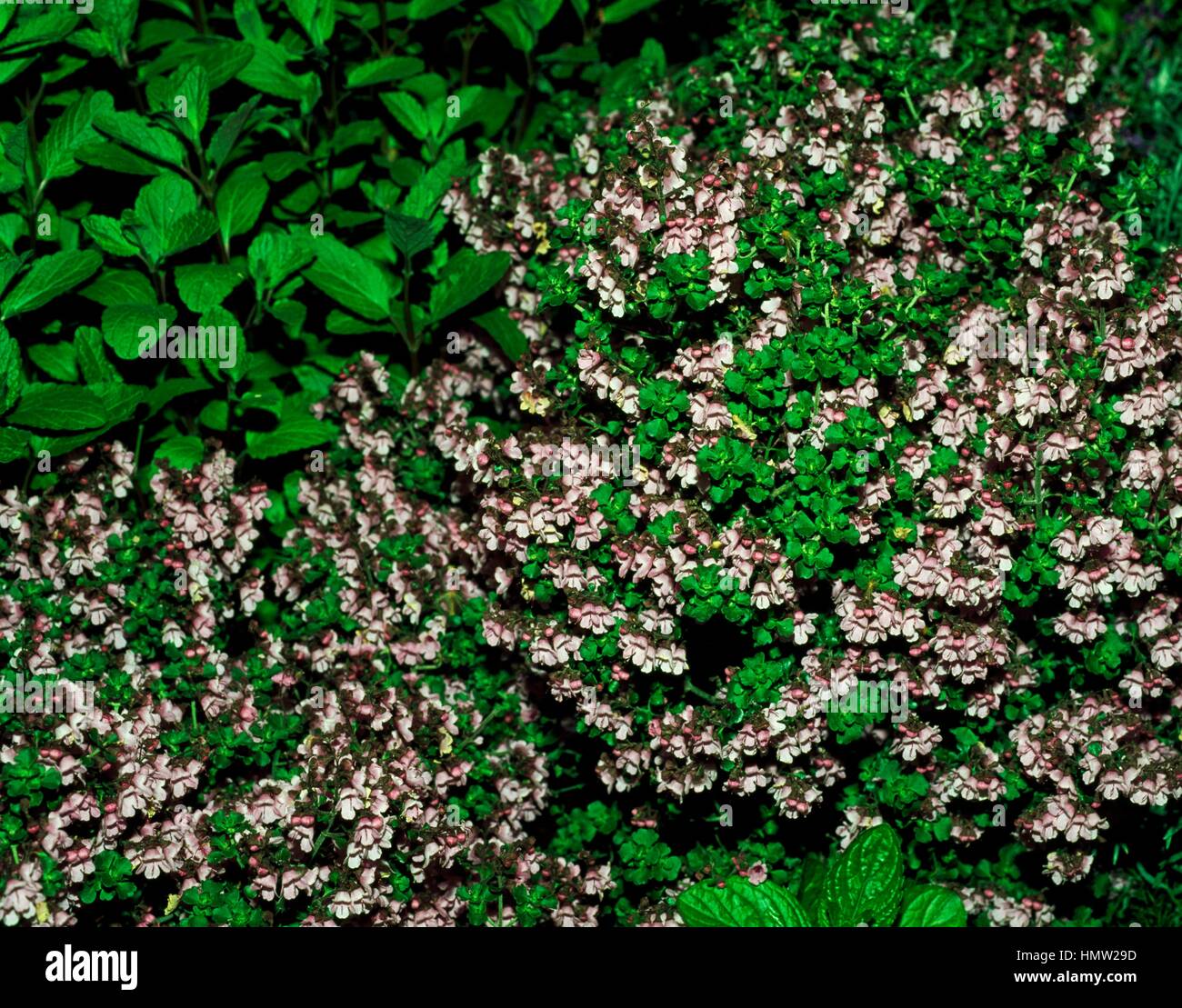 Round-leaf Mintbush (Prostanthera rotundifolia Rosea), Lamiaceae. Stock Photo