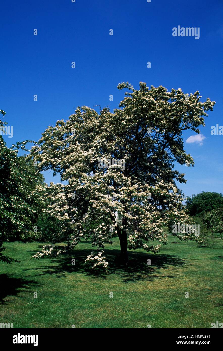 Photinia beauverdiana hi-res stock photography and images - Alamy