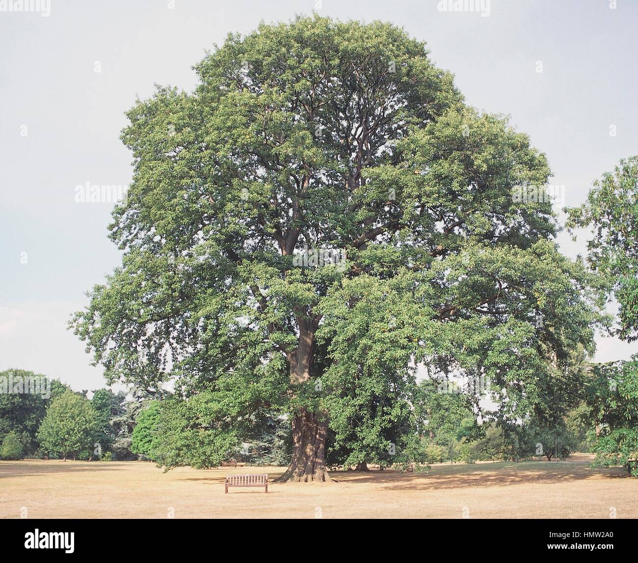 Quercus castaneifolia, Fagaceae. Stock Photo