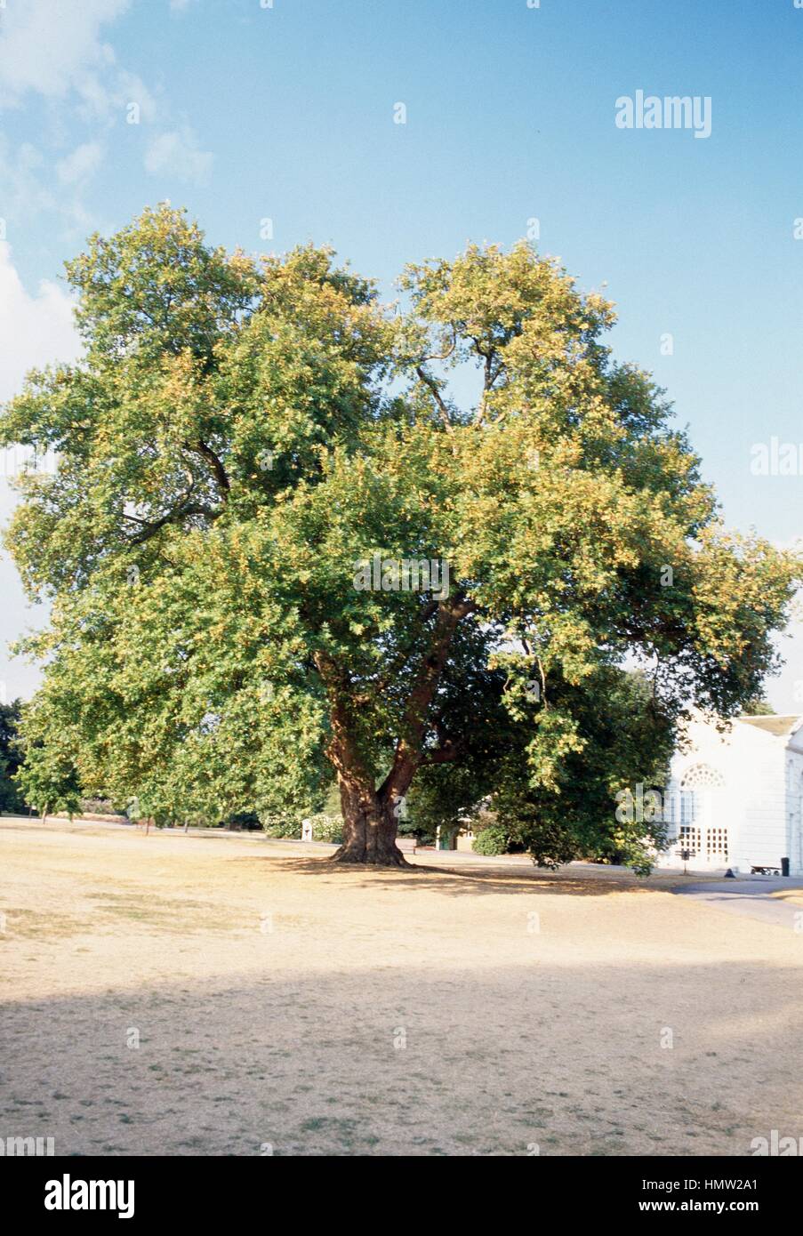 Turkey oak (Quercus cerris), Fagaceae. Stock Photo