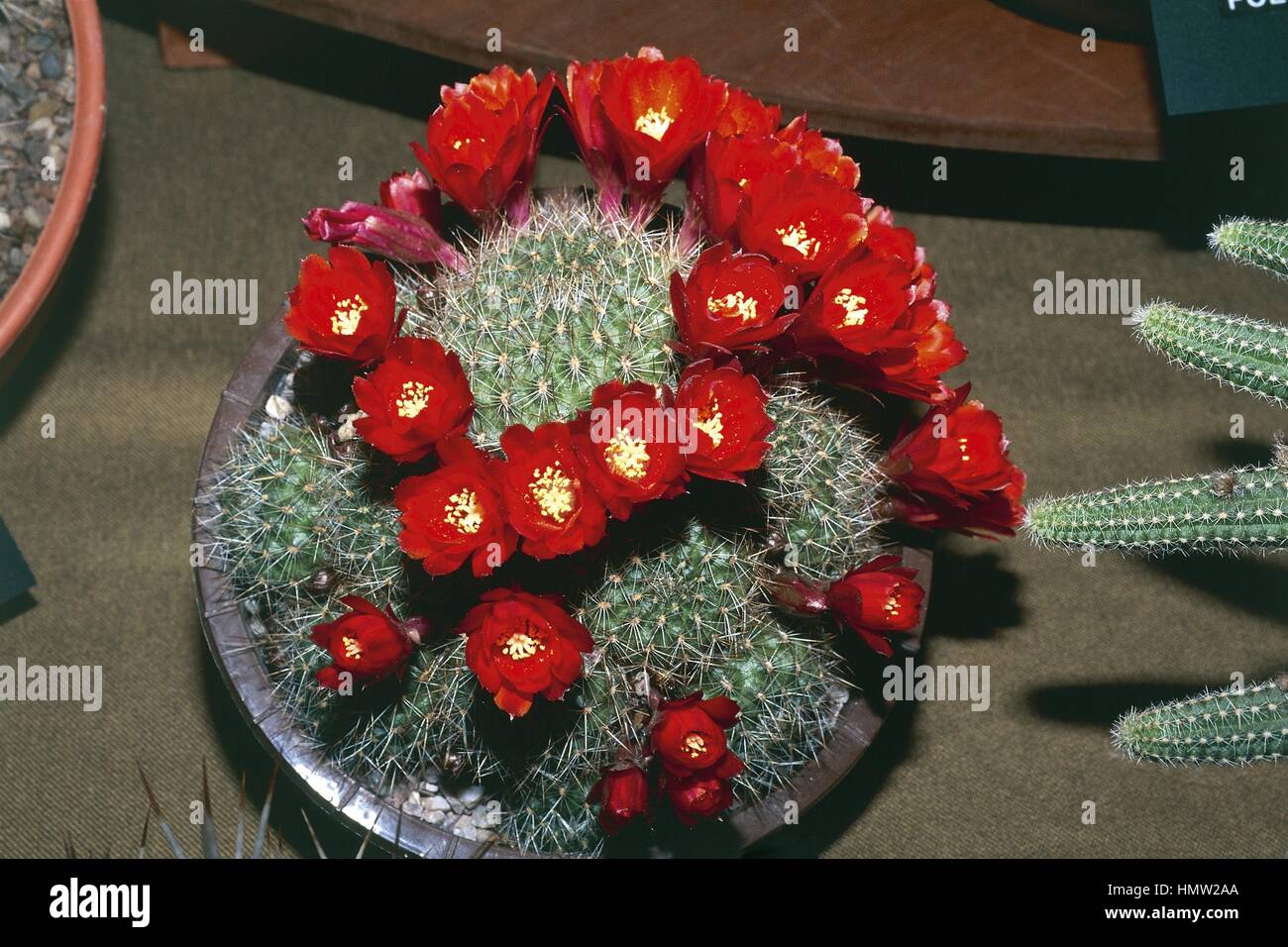 Botany - Cactaceae - Pygmy cactus (Rebutia deminuta) Stock Photo