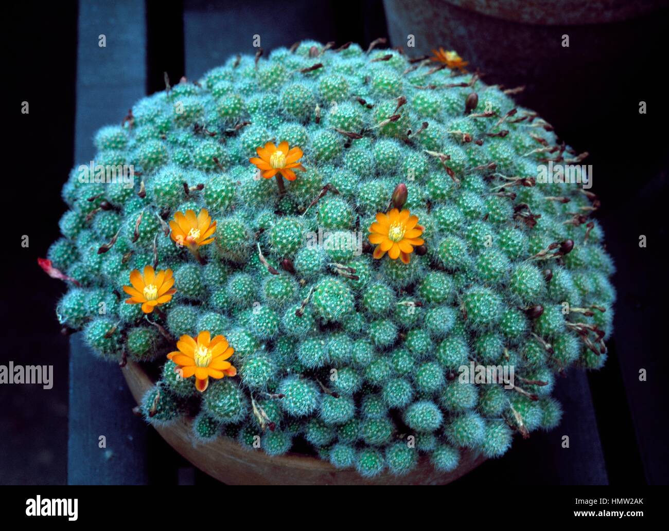 Rebutia albiflora in vase, Cactaceae. Stock Photo