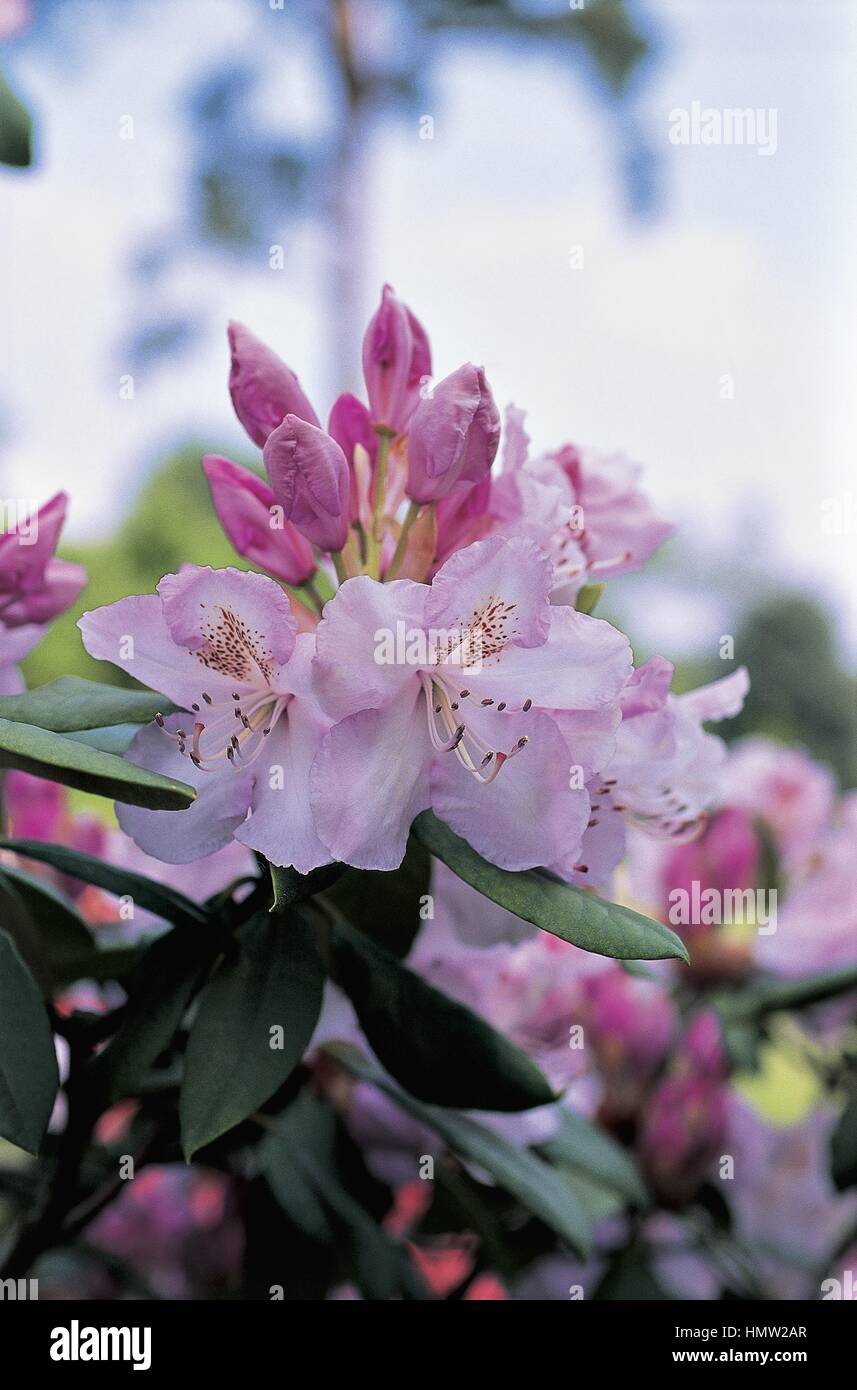 Botany - Ericaceae. Rhododendron Mrs. Charles E. Pearson. Flowers Stock