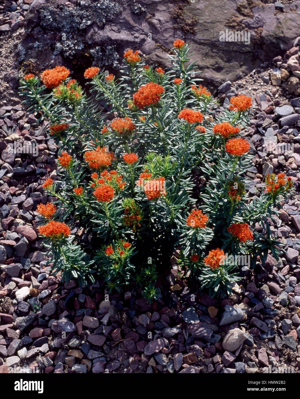 Rhodiola kirilowii, Crassulaceae Stock Photo - Alamy