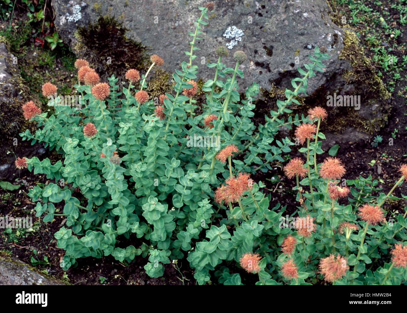 Rhodiola heterodonta, Crassulaceae. Stock Photo