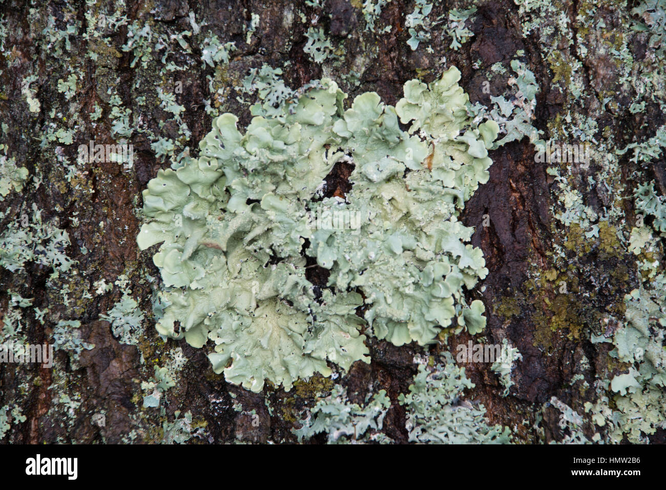 Lichens on a bark hi-res stock photography and images - Alamy