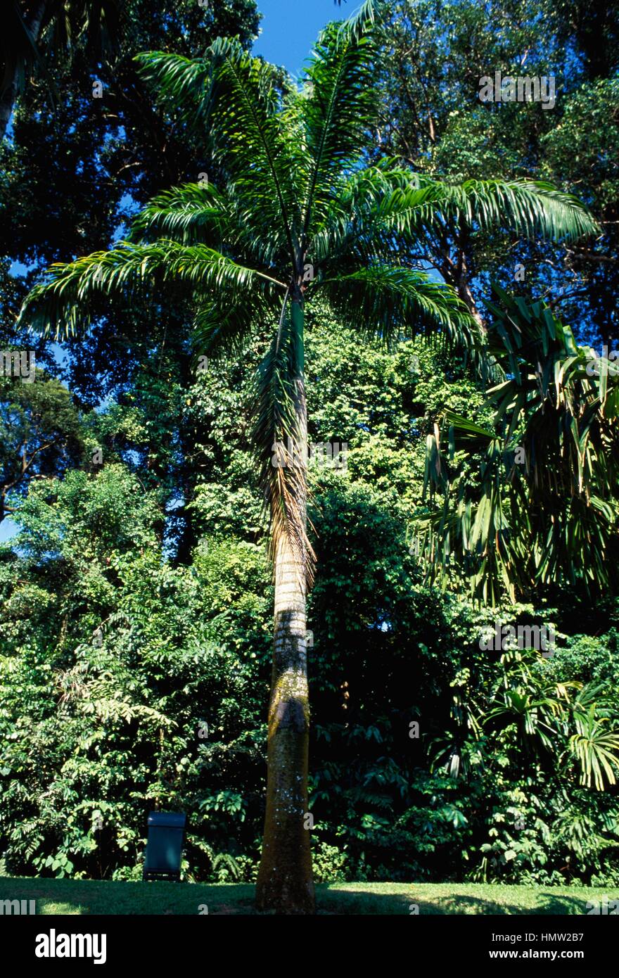 Royal Palm (Roystonea elata), Arecaceae Stock Photo - Alamy