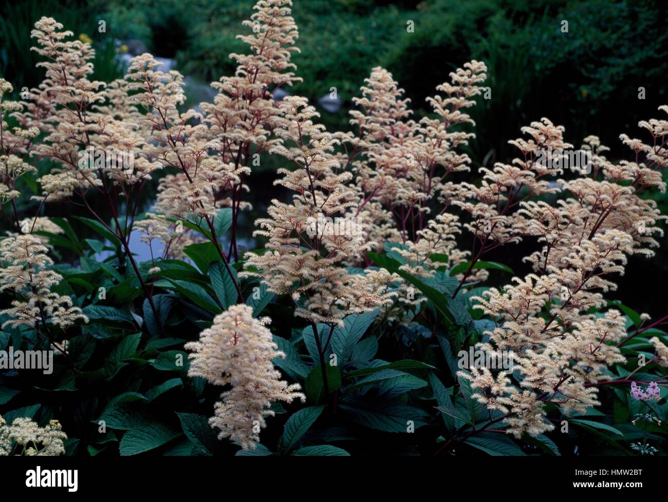 Rodgersia sambucifolia in bloom, Saxifragaceae. Stock Photo