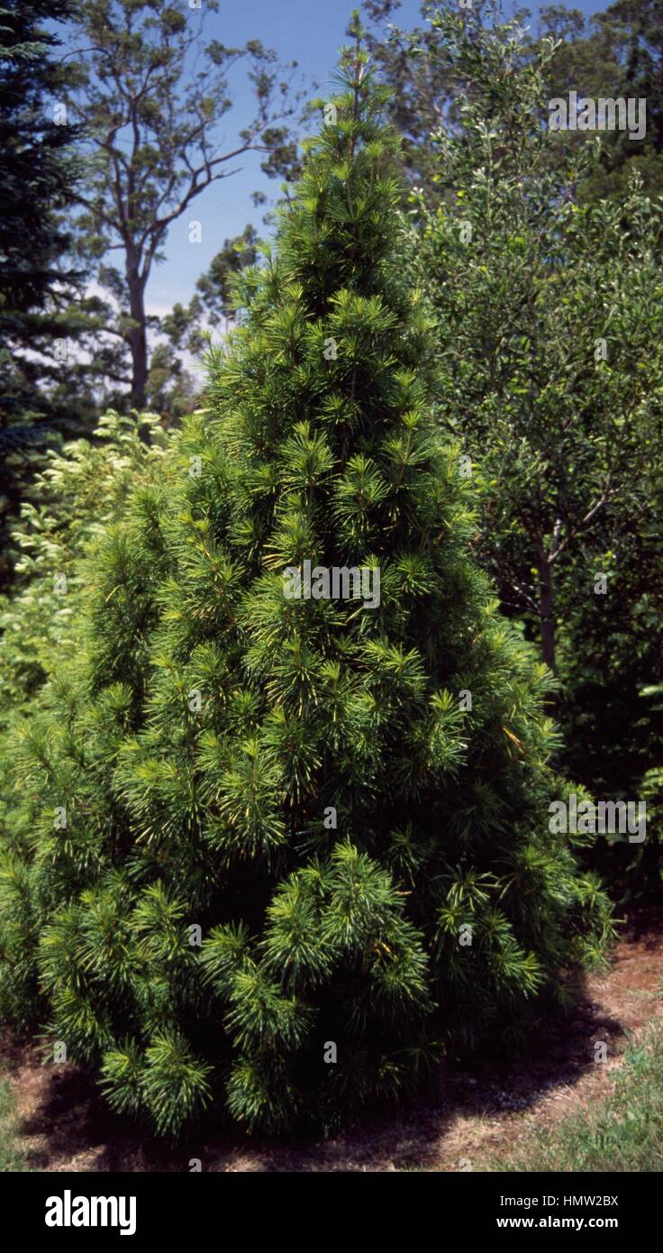 Koyamaki (Sciadopitys verticillata), Sciadopitiaceae. Stock Photo