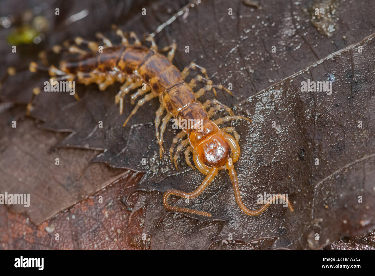 Close-up of banded centipede (Lithobius variegatus), UK Stock Photo